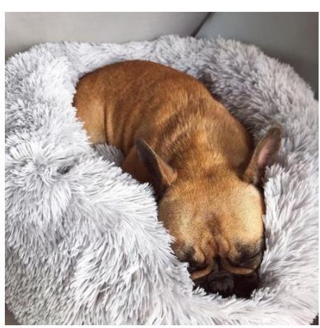 PawsomeDreams™ Bed- Improves Sleep Quality, and Relieves Stress & Anxiety
